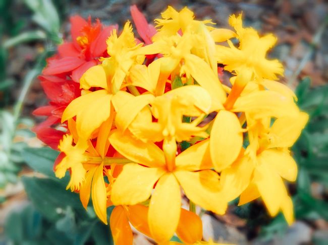 日本ではあまり見かけません