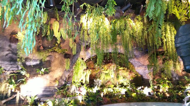 シダ類もわんさか。<br />さすが南国！