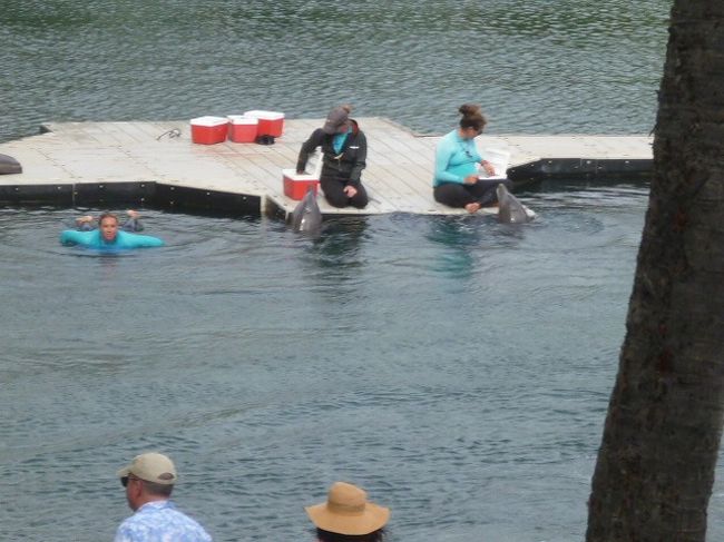 ドルフィンプールが見え、イルカと戯れる人がいました。<br /><br />