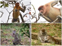 バコ国立公園の1番の目玉は、テングザルかと思います。  浜に上陸して、すぐに遭遇することができました。テングザルの他にも、カニクイザル、シルバーリーフモンキーもいます。
シルバーリーフモンキーは会うことができませんでした。