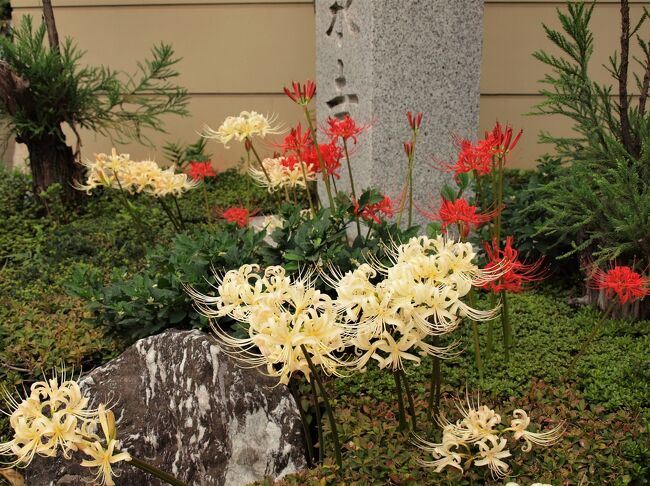 谷中寺町に咲く曼珠沙華（彼岸花）／2019』谷根千(東京)の旅行記