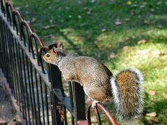 昼食後はセントジェームズパークを散策。園内にはリスがいて、観光客に大人気だった。