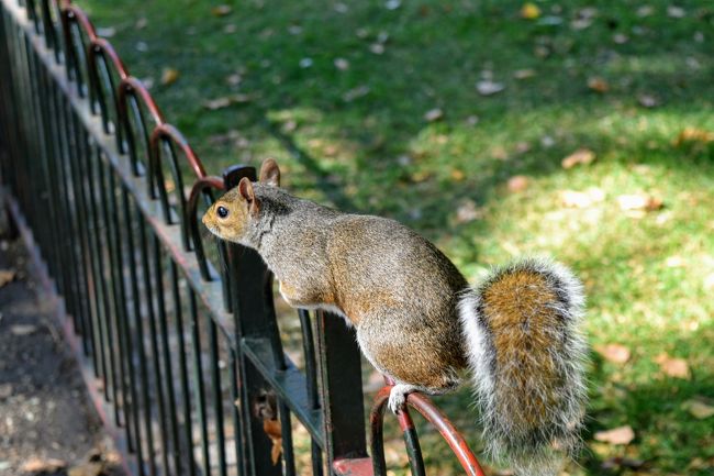 昼食後はセントジェームズパークを散策。園内にはリスがいて、観光客に大人気だった。