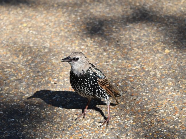 ハイドパークにいた鳥。日本では見ない種類。ホシムクドリというらしい。