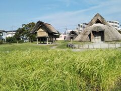 近くの登呂遺跡を散策。
