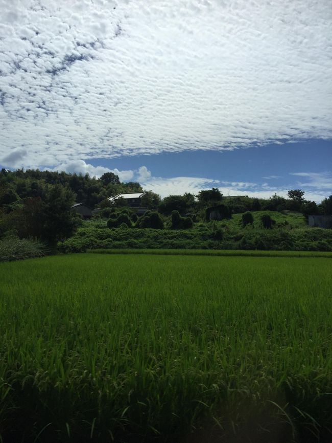 しばらくは稲畑がつづきます<br /><br />すんごい みどり緑みどり・・・