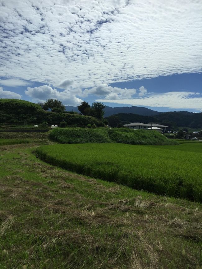 空のうろこ雲と畑のみどりのコントラストが眩しかった