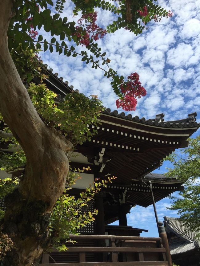 うろこ雲の青い空に百日紅の赤い花が印象的でした