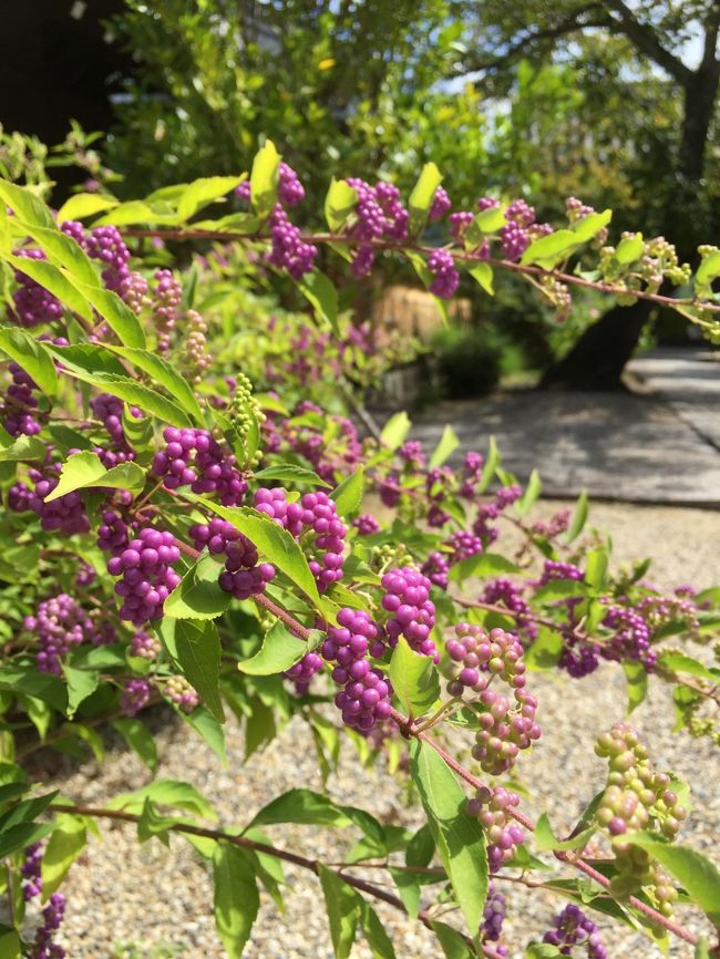 境内には紫式部がきれいに咲いてました