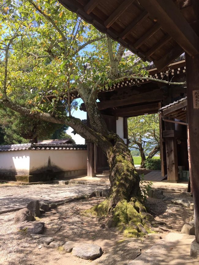 正門入った所の桜の古樹　春はさぞかし美しいのでしょう