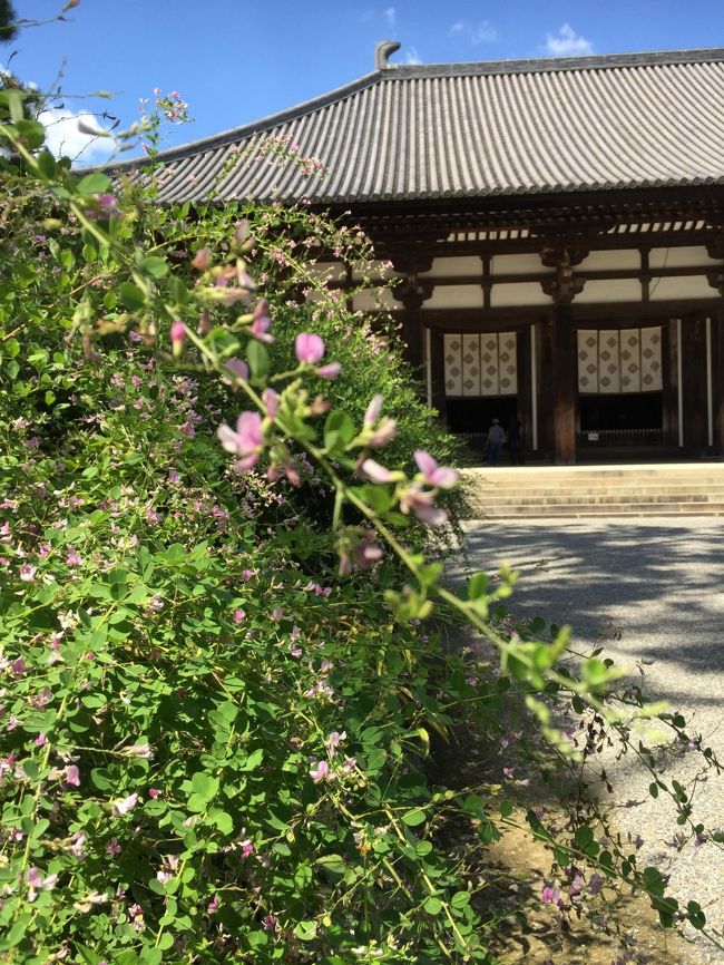 ランチを済ませてやって来たのは<br />唐招提寺<br />秋の七草の萩が出迎えてくれました