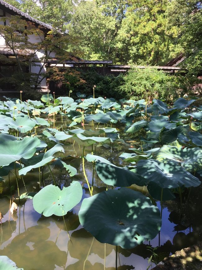 この暑さで流石に蓮の花は何処にも見当たらなかった