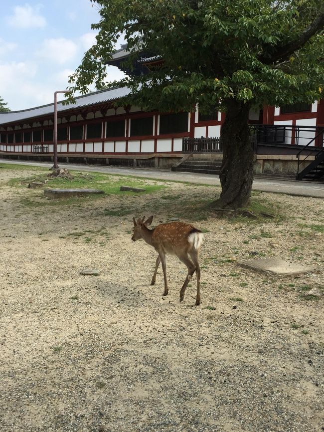 さてさて、朝の支度を済ませ<br />タクシーにお願いして、東大寺大仏殿の最寄まで連れてってもらいました<br />なんでも、タクシーだけが許可証で入れる路地なんですって<br />たしかに、すんごく近かった！<br />すぐ、横が大仏殿なんだもの<br />鹿さんもいるし・・・<br />