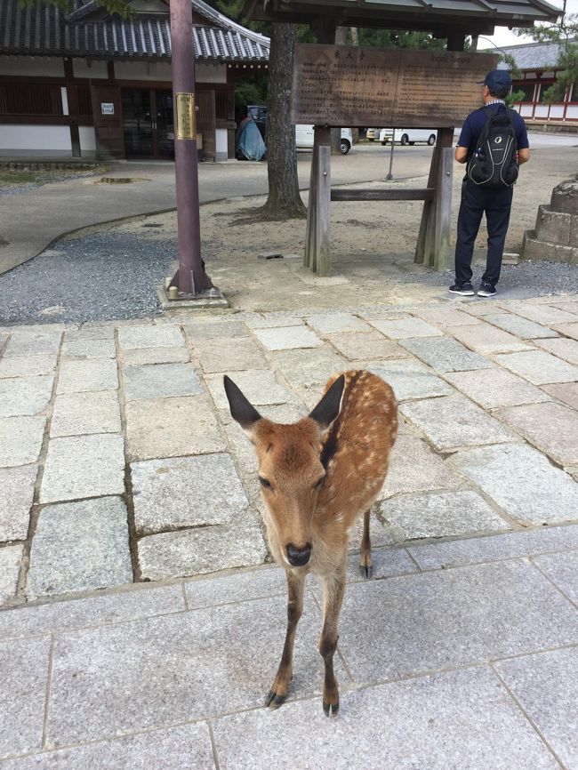 この子達、あちこちにおやつ欲しげにうろついてます