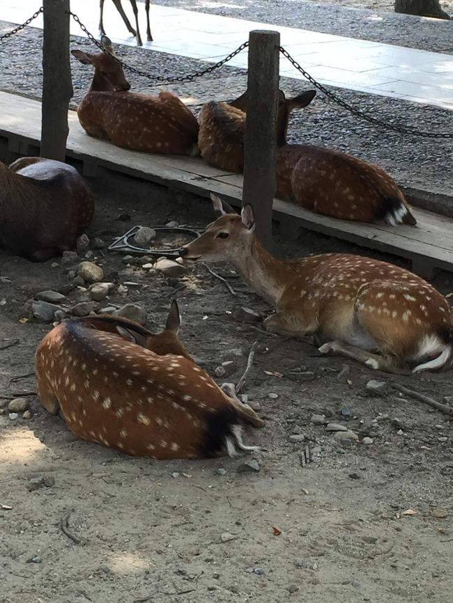 日陰で涼む鹿さん達<br />毛皮きてるんだから、なおさら暑いよねぇ～