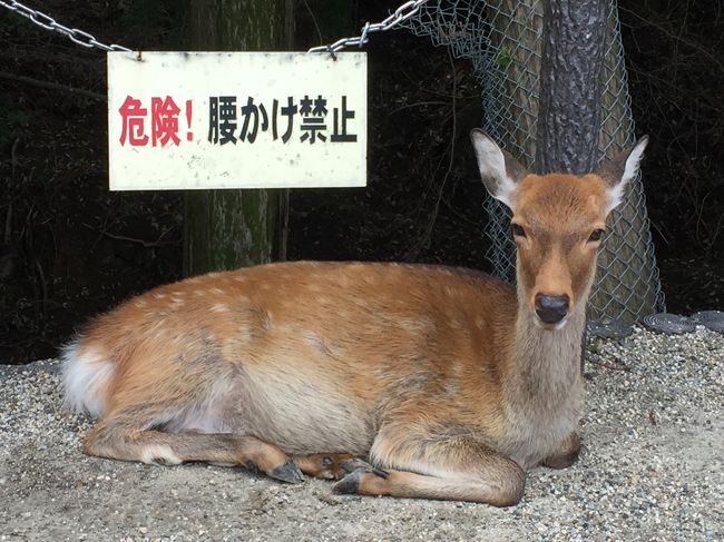 ・・・<br />そりゃぁ腰かけちゃダメだよね（笑）