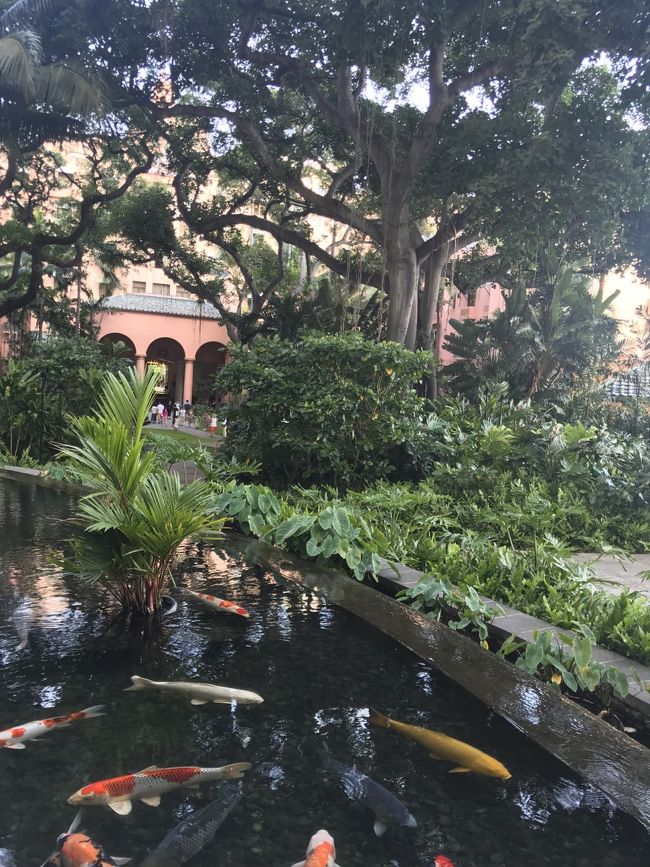 私はロイヤルハワイアン側のロッキングチェアで鯉を見ながらウトウト。鴨の親子が散歩している姿を何度か見かけました。