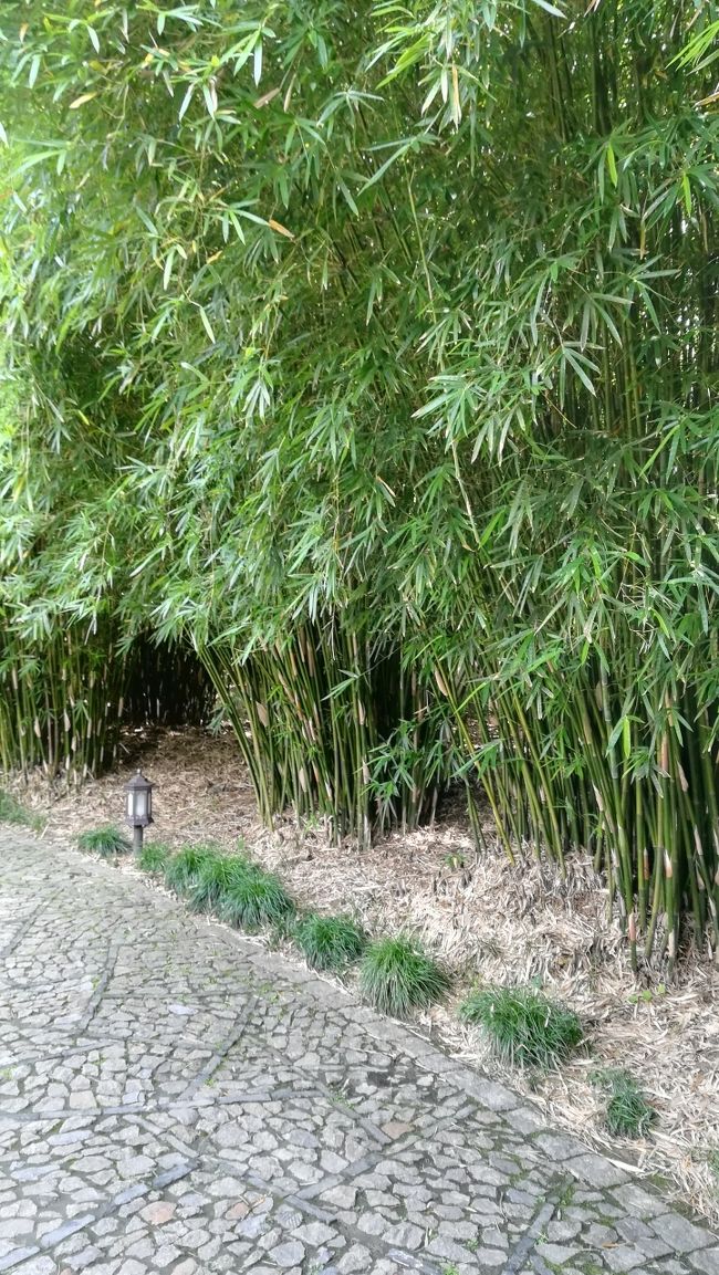 竹林もたくさんありました。