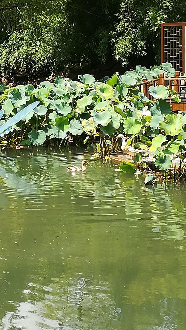 分かりづらいかもしれませんが、つがいの鳥がいます。