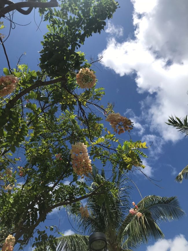 おはようございます！本日も快晴のハワイ。<br />この花の名前は、、、シャワーツリーだったかな、、きっとちがう、、笑 <br />空からお花が降ってくるようです