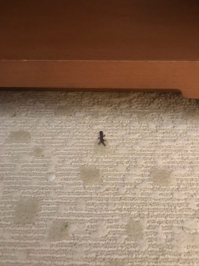 ホテルにはかわいいお客様！笑