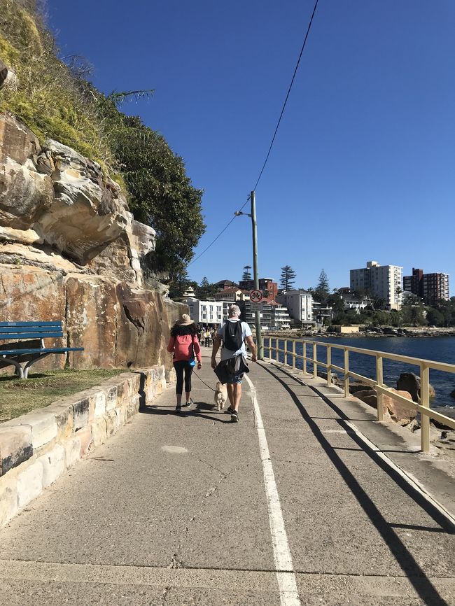 わんこもたくさん