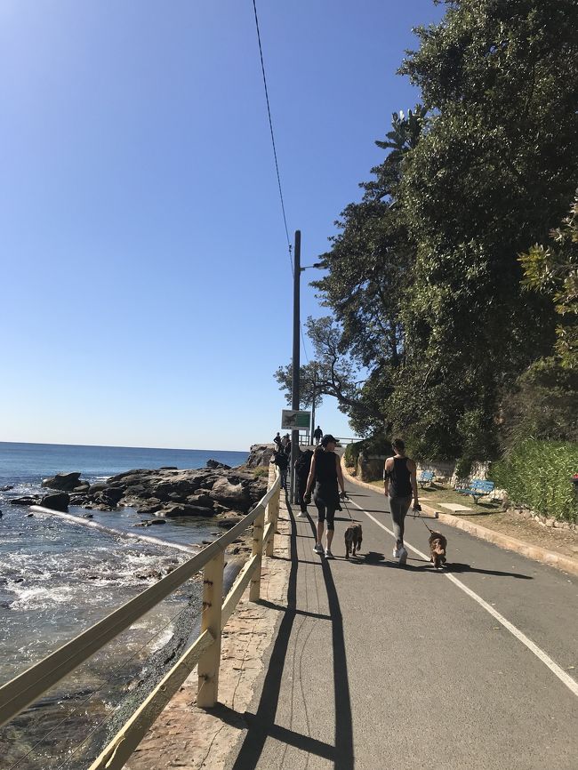 わんこがまたいます お散歩コースかな？最高。。