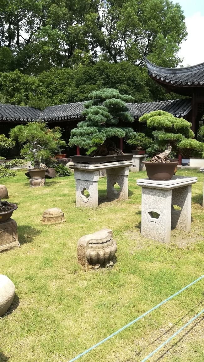 日本の盆栽でしょうか。日本の盆栽って外国人に人気なんですよね。