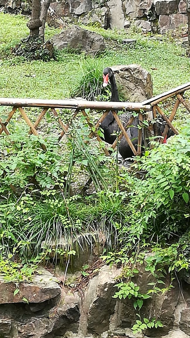 黒鳥がいるのわかりますでしょうか？嘴が赤いからわかりますね。