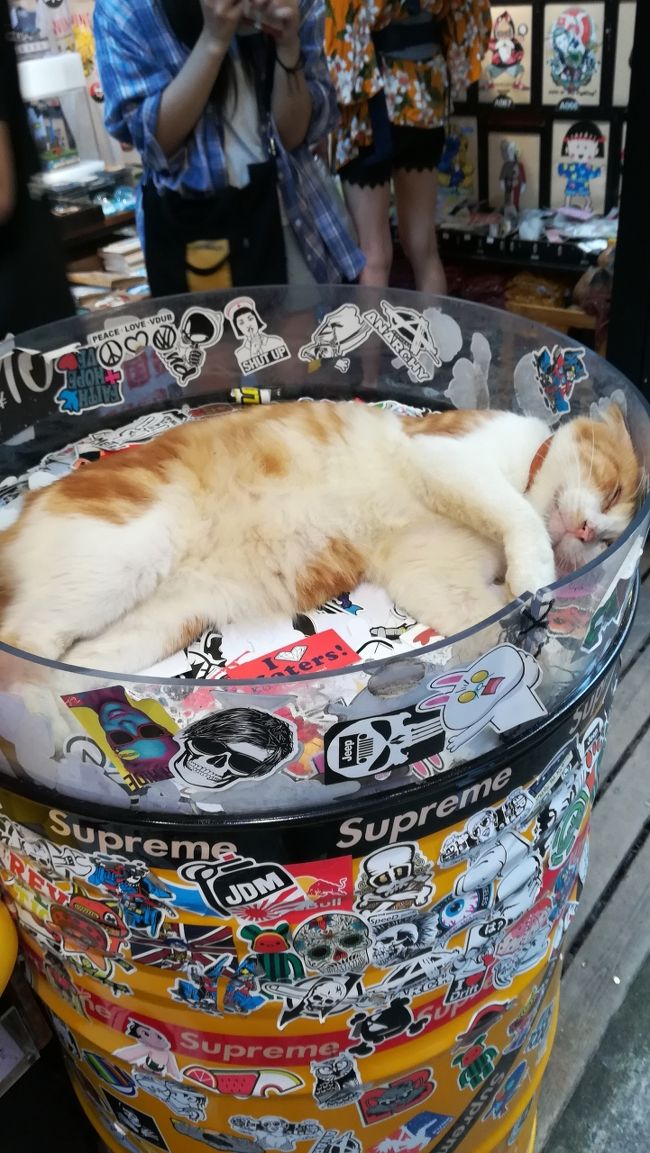 猫ちゃんが悠々自適に寝ていました。