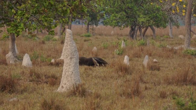 北パンタナール３カ所目のpiuval Lodgeは広大な敷地内で動物 野鳥天国 大アリクイ発見 Vol 1 北パンタナール ブラジル の旅行記 ブログ By Polodaddyさん フォートラベル