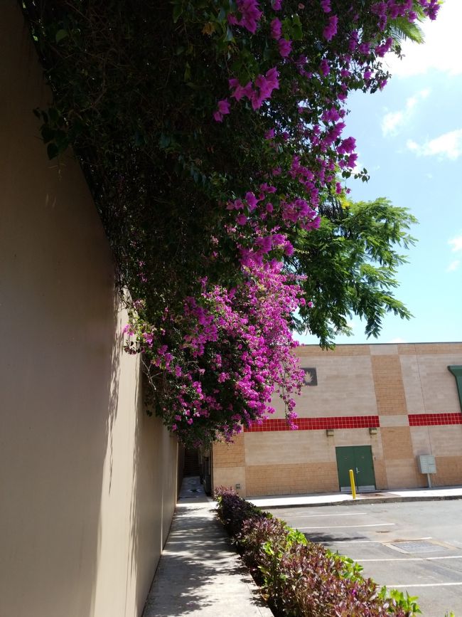 ピンクの花がきれいです