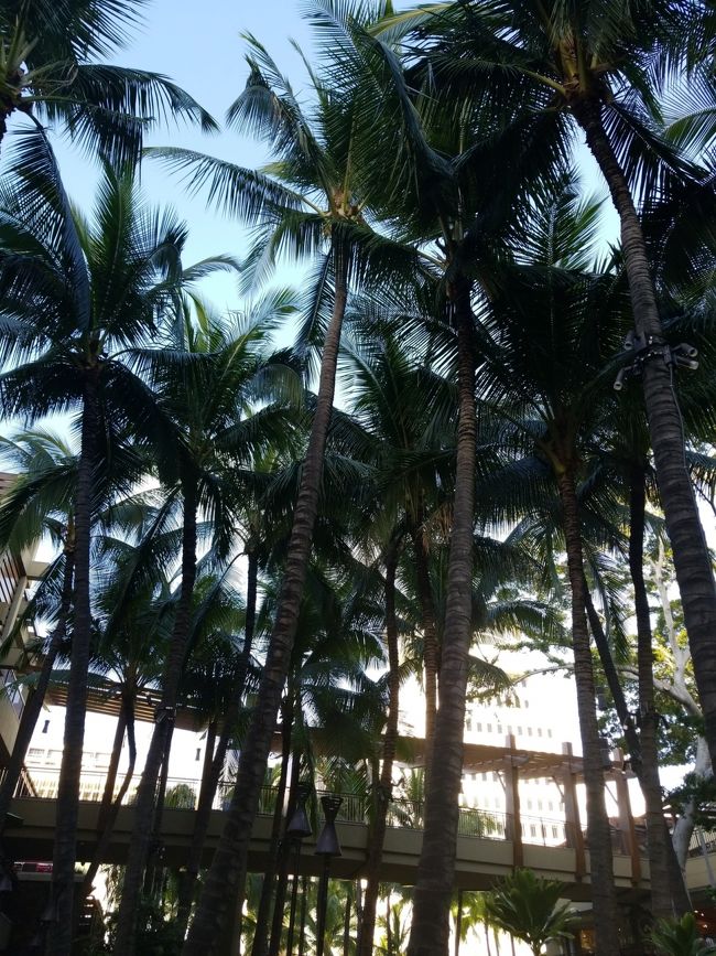 テーブルからの眺めです