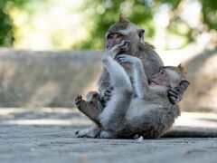 ≪モンキーフォレスト≫
12.5ヘクタールの自然保護区に700匹の猿が暮らしています。
元々はただの森だったそうですが、その昔、神様のお告げにより「あの森の中に寺院を作り、守るように」と言われ、現在モンキーフォレストには3つの寺院があります。

宿泊しているコマネカ・アット・ラササヤンからは徒歩5分ほどで2番ゲートに到着できる距離です。（1番ゲートが一番大きな正門になっています）