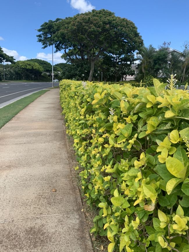 たまたま会った犬の散歩中の女性に声を掛けて、道を聞き、元の道に戻ります。<br />バス停までどれくらいかかるか女性に聞くと、5分くらいよ。と。