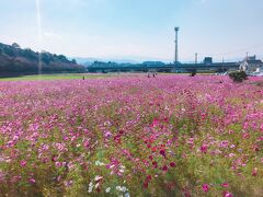 　まず連れてきてもらったのが「水城跡」です。わかりにくいかもしれませんが、左にこんもり見えるのがすべて土塁です。664年、唐と新羅の攻撃に備えて全長1.2kmにわたり、築かれた大宰府の防衛施設ということです。

　それにしても、コスモスばかりに目が行ってしまいますね。同じようにコスモスを見に来たと思われるお客さんがちらほらいらっしゃいました。