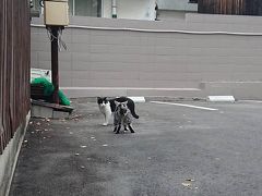 ちなみに白黒は艮神社にも顔を出します
神社の猫とケンカ中