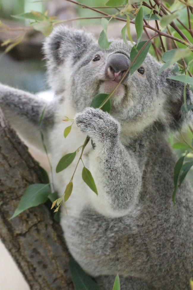 残暑の埼玉こども動物自然公園 後編 今のうちにたくさん会いたいコアラのピリーくん アニマルステージミニや新エコハウチューの小動物たち 東松山 埼玉県 の旅行記 ブログ By まみさん フォートラベル 残暑の埼玉こども動物自然公園 後編 今のうちにたくさん会いたいコアラのピリーくん アニマルステージミニや新エコハウチューの小動物たち 東松山 埼玉県 の旅行記 ブログ By まみさん フォートラベル