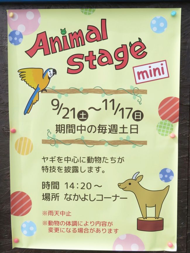 残暑の埼玉こども動物自然公園 後編 今のうちにたくさん会いたいコアラのピリーくん アニマルステージミニや新エコハウチューの小動物たち 東松山 埼玉県 の旅行記 ブログ By まみさん フォートラベル 残暑の埼玉こども動物自然公園 後編 今のうちにたくさん会いたいコアラのピリーくん アニマルステージミニや新エコハウチューの小動物たち 東松山 埼玉県 の旅行記 ブログ By まみさん フォートラベル