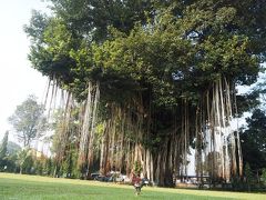 こちらは、ムンドゥット寺院の脇にあるガジュマルの木です。紐のようなものが沢山垂れ下がっています。