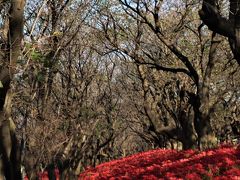 曼珠沙華；彼岸花というと開けたエリア一面や、棚田の縁に植えられているのが一般的だが、権現堂では土手の斜面を利用して植栽し、曼珠沙華が流れる紅い川のように見える。