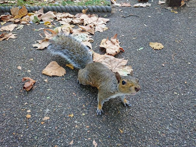 この公園にもリスがいた。写真を撮ろうとスマホを向けると、餌をもらえると勘違いしたのか近寄ってきてかわいかった。