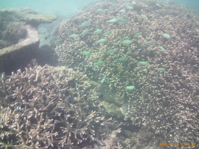 レストラン前のビーチがあまりにキレイなので一度部屋に戻り、シュノーケリングしてみました