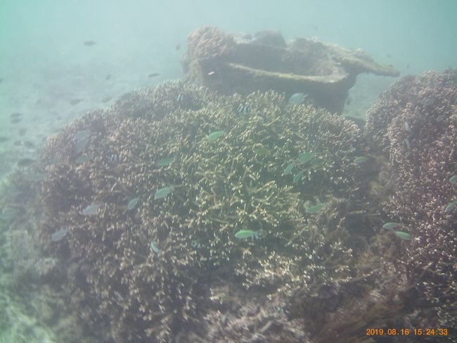 普通にサンゴが群生してました