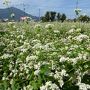 再び福井へ♪・・・秋の味覚・工芸品 ＆ そばの花畑を楽しむ旅③（越前大野編）