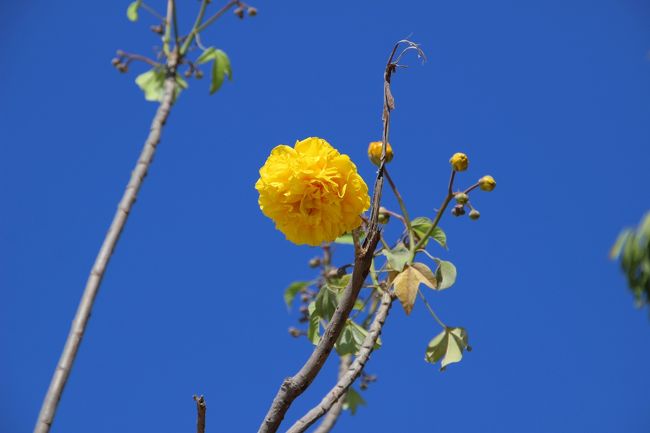 ☆Yellow Silk Cotton @ Koh Lipe Thai<br /><br />パタヤビーチに行く途中、<br />Miuntain Resortの坂下で八重咲きのキバナワタモドキが咲いていました。<br /><br />☆キバナワタモドキ（ベニノキ科ワタモドキ属）<br />タイ名はファーイ・カム（黄金の綿）<br /><br />