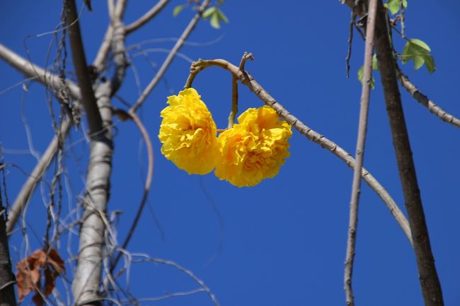 ☆Yellow Silk Cotton @ Koh Lipe Thai<br /><br />実が熟すとさく果が棉に似た繊維状の毛 ができることから<br />棉モドキとして、詰め物などに使用されます。　<br />和名のキバナワタモドキ 、英語名のYellow Silk Cotton 、タイ語名の黄金の棉、何れの名前も実の形態から付けられました。<br />さく果の中の繊維状の毛から発した名前だろうと思われます。