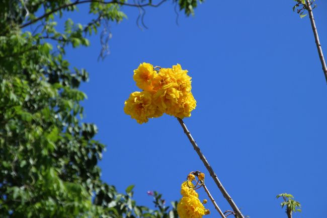 ☆Yellow Silk Cotton @ Koh Lipe Thai<br /><br />まるで幼稚園で装飾などに作られる<br />黄色いチリ紙を折り紙にしたような花です。