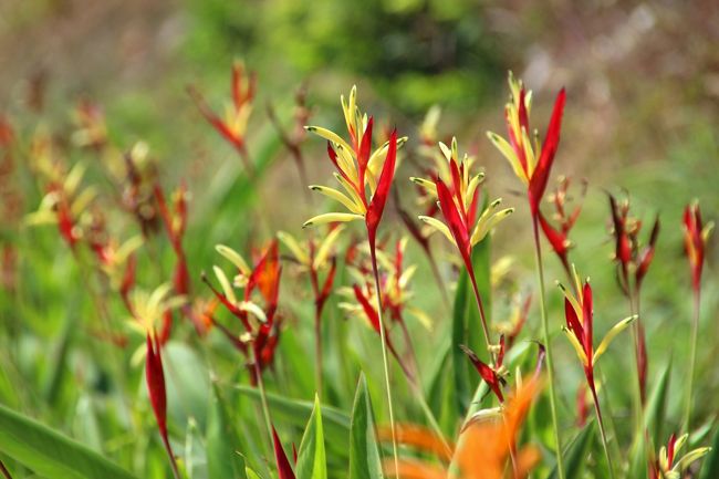 ☆Heliconia psittacorum cv. Lady Di @ Koh Lipe Thai<br /><br />仏教寺院通りの植え込みは情熱的な<br />ヘリコニア・レディディ(ヘリコニカ科ヘリコニア属)