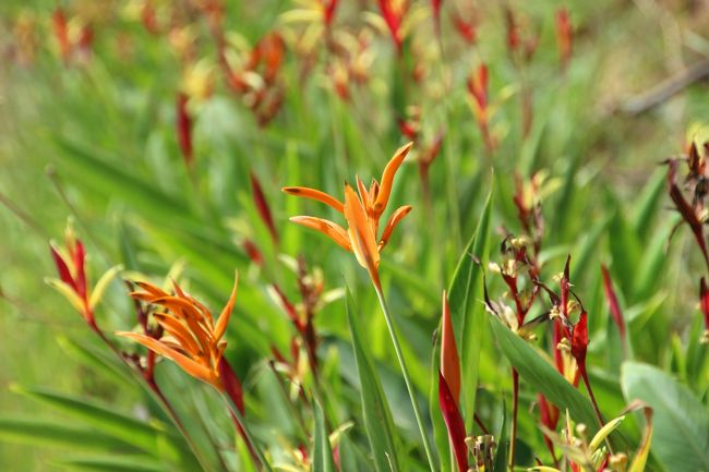 ☆Heliconia psittacorum cv. Lady Di @ Koh Lipe Thai